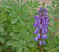 Arroyo Lupine SEEDS - PERENNIAL FLOWERS - Caribbean garden seed