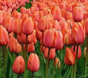 APRICOT FOX Bulbs, SINGLE LATE, fall planting - Caribbean garden seed