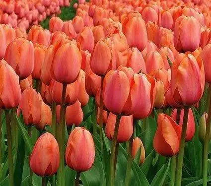 APRICOT FOX Bulbs, SINGLE LATE, fall planting - Caribbean garden seed