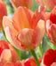 APRICOT FOX Bulbs, SINGLE LATE, fall planting - Caribbean garden seed