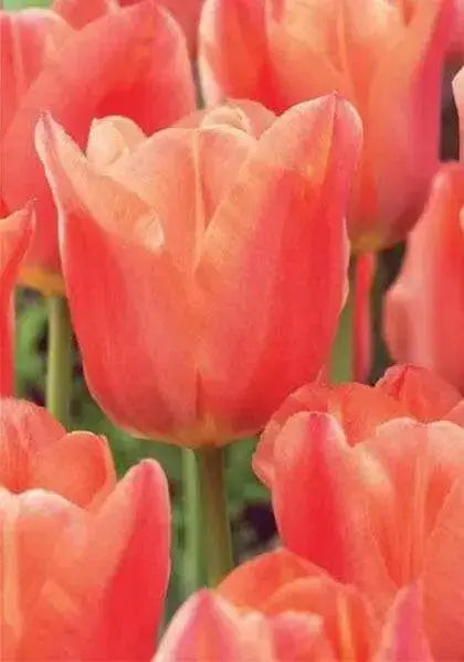 APRICOT FOX Bulbs, SINGLE LATE, fall planting - Caribbean garden seed