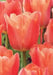 APRICOT FOX Bulbs, SINGLE LATE, fall planting - Caribbean garden seed