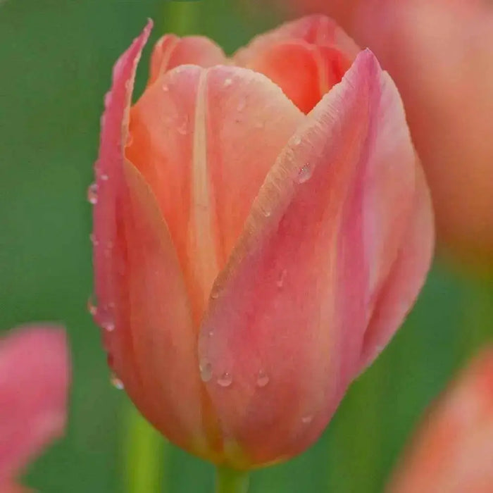 APRICOT FOX Bulbs, SINGLE LATE, fall planting - Caribbean garden seed