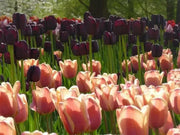 APRICOT FOX Bulbs, SINGLE LATE, fall planting - Caribbean garden seed