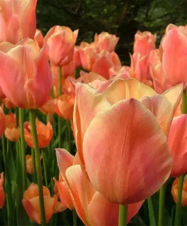 APRICOT FOX Bulbs, SINGLE LATE, fall planting - Caribbean garden seed