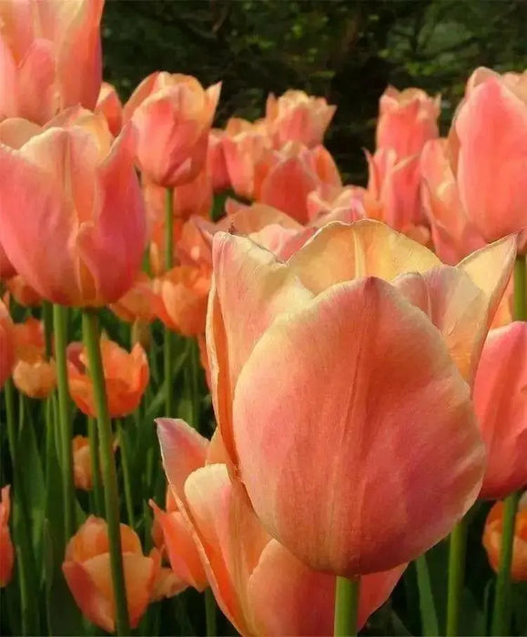 APRICOT FOX Bulbs, SINGLE LATE, fall planting - Caribbean garden seed