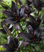 Asiatic Lily ( Lilium  ‘Landini’) bulb, Perennial FLOWERS - Caribbean garden seed