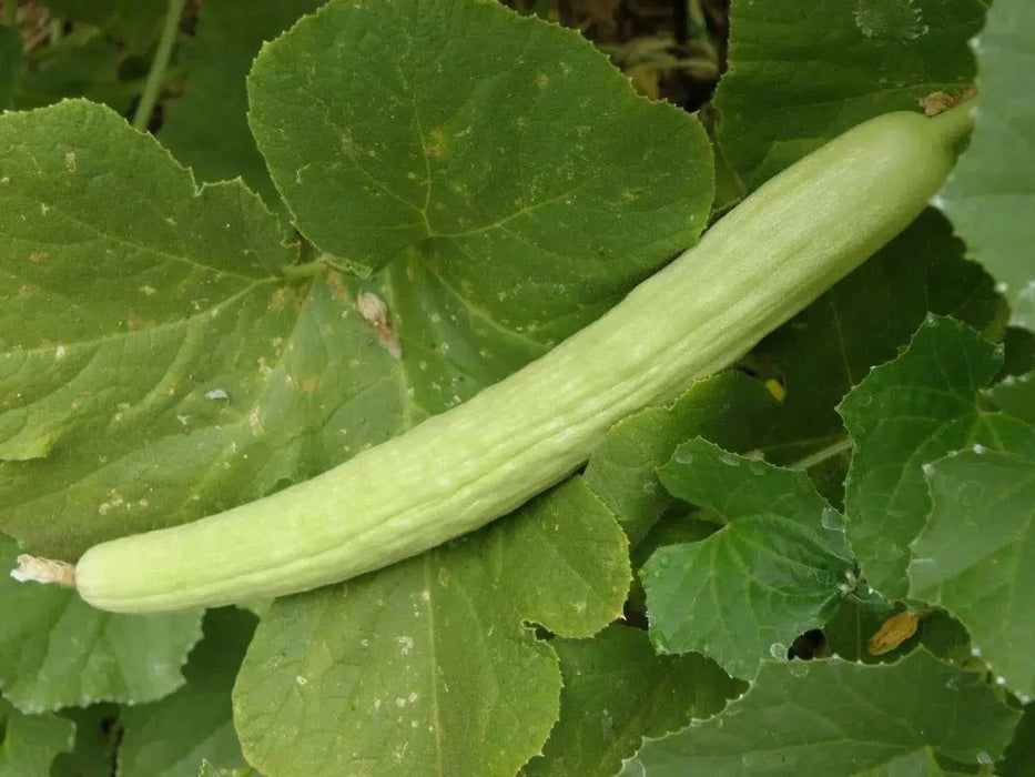 ARMENIAN LONG Cucumber Seeds, Asian vegetable - Caribbean garden seed