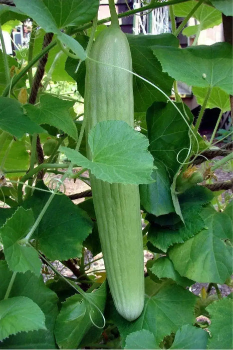 ARMENIAN LONG Cucumber Seeds, Asian vegetable - Caribbean garden seed