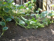 ARMENIAN LONG Cucumber Seeds, Asian vegetable - Caribbean garden seed