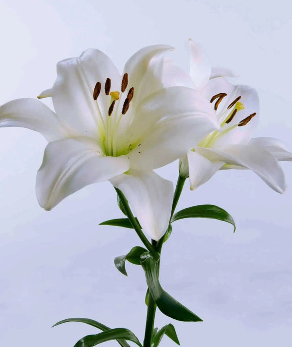 Asiatic Lily (WHITE) Bulbs - Caribbean garden seed