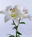 Asiatic Lily (WHITE) Bulbs - Caribbean garden seed