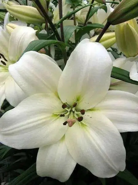 Asiatic Lily (WHITE) Bulbs - Caribbean garden seed