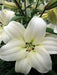 Asiatic Lily (WHITE) Bulbs - Caribbean garden seed