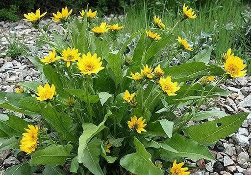 Arrowleaf Balsamroot SEEDS (Balsamorhiza sagittata) PERENNNNIAL WILDFLOWER - Caribbean garden seed