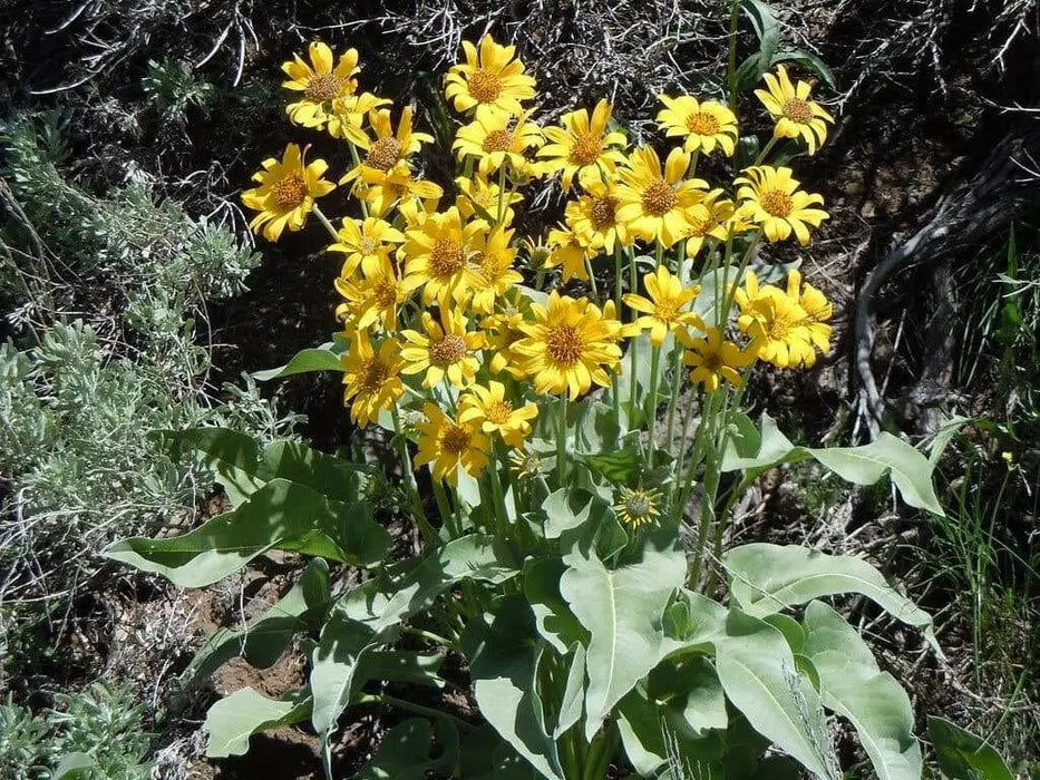 Arrowleaf Balsamroot SEEDS (Balsamorhiza sagittata) PERENNNNIAL WILDFLOWER - Caribbean garden seed