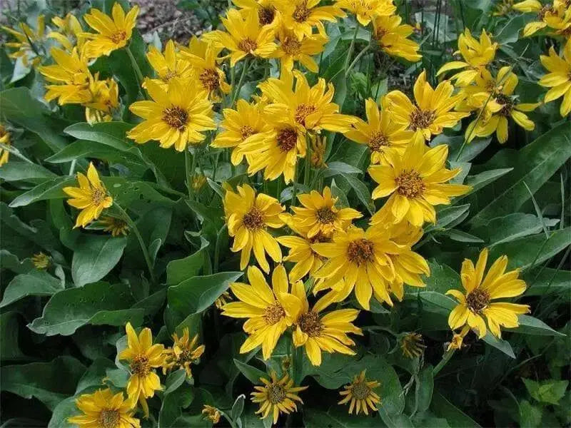 Arrowleaf Balsamroot SEEDS (Balsamorhiza sagittata) PERENNNNIAL WILDFLOWER - Caribbean garden seed