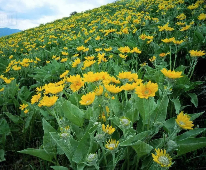 Arrowleaf Balsamroot SEEDS (Balsamorhiza sagittata) PERENNNNIAL WILDFLOWER - Caribbean garden seed