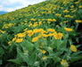 Arrowleaf Balsamroot SEEDS (Balsamorhiza sagittata) PERENNNNIAL WILDFLOWER - Caribbean garden seed