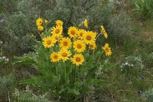Arrowleaf Balsamroot SEEDS (Balsamorhiza sagittata) PERENNNNIAL WILDFLOWER - Caribbean garden seed