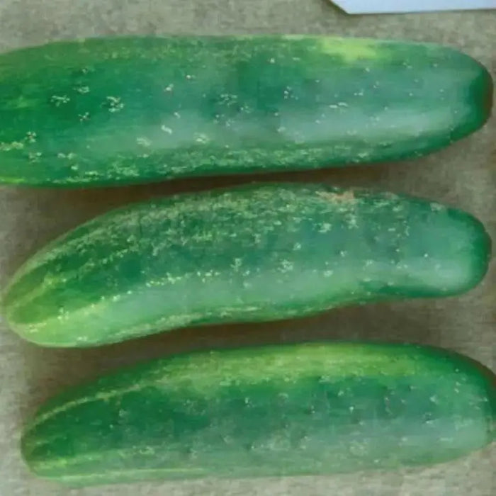Ashley Cucumber Seeds . Great For  humid areas - Caribbean garden seed