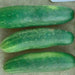 Ashley Cucumber Seeds . Great For  humid areas - Caribbean garden seed