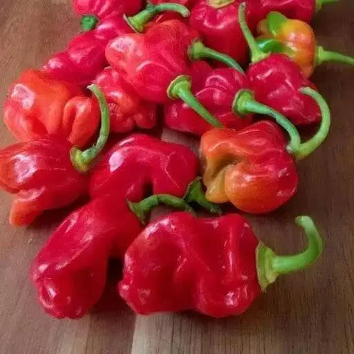 Arroz Con Pollo (Capsicum annuum) SEASONINGS  Pepper Seed, - Caribbean garden seed