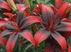 Asiatic Lily BULB ‘Black Out, PERENNIAL FLOWERS - Caribbean garden seed