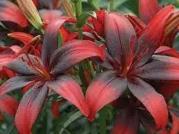 Asiatic Lily BULB ‘Black Out, PERENNIAL FLOWERS - Caribbean garden seed