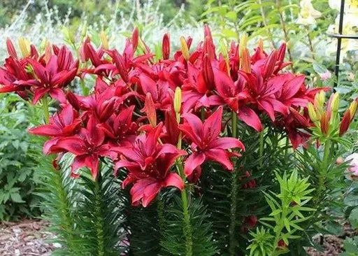 Asiatic Lily BULB ‘Black Out, PERENNIAL FLOWERS - Caribbean garden seed