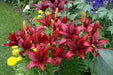 Asiatic Lily BULB ‘Black Out, PERENNIAL FLOWERS - Caribbean garden seed