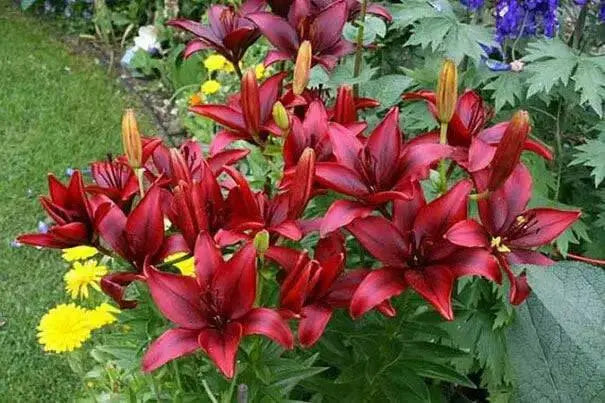 Asiatic Lily BULB ‘Black Out, PERENNIAL FLOWERS - Caribbean garden seed