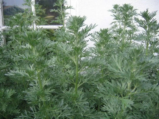 Artemisia (Wormwood)  Bareroot  FOLIAGE PLANT - Caribbean garden seed