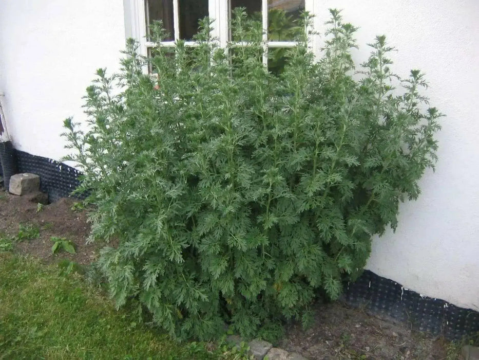 Artemisia (Wormwood)  Bareroot  FOLIAGE PLANT - Caribbean garden seed