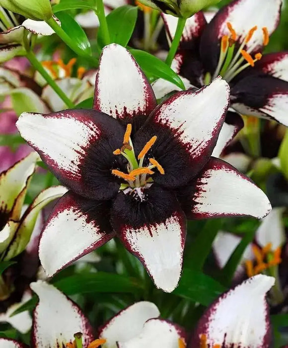 Asiatic Lily Bulbs (Black Eye) real thriller in the garden .Perennial - Caribbean garden seed