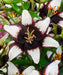 Asiatic Lily Bulbs (Black Eye) real thriller in the garden .Perennial - Caribbean garden seed