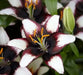 Asiatic Lily Bulbs (Black Eye) real thriller in the garden .Perennial - Caribbean garden seed