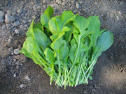 ARUGULA ROQUETTE ,ORGANIC Non GMO SEED,MAKE GREAT SALADS ! - Caribbean garden seed