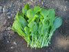 ARUGULA ROQUETTE ,ORGANIC Non GMO SEED,MAKE GREAT SALADS ! - Caribbean garden seed