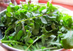 ARUGULA ROQUETTE ,ORGANIC Non GMO SEED,MAKE GREAT SALADS ! - Caribbean garden seed