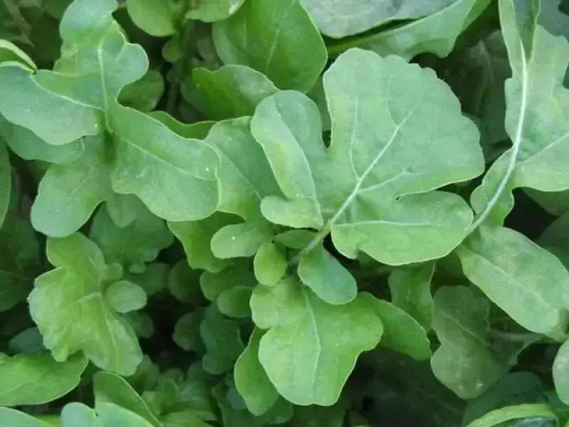 ARUGULA ROQUETTE ,ORGANIC Non GMO SEED,MAKE GREAT SALADS ! - Caribbean garden seed