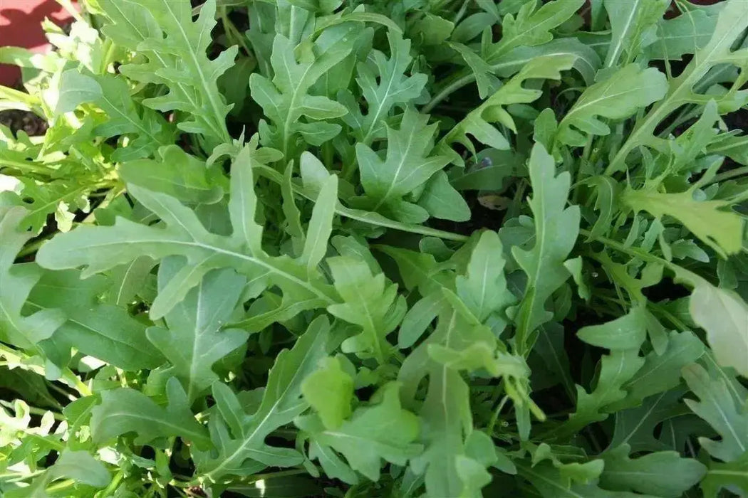ARUGULA ROQUETTE ,ORGANIC Non GMO SEED,MAKE GREAT SALADS ! - Caribbean garden seed