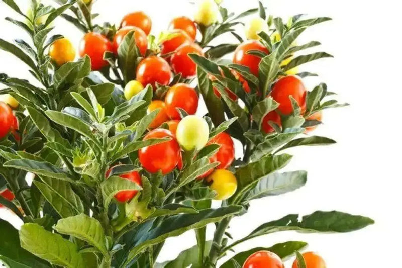Ashwagandha Plant Seeds, Indian Ginseng, Winter Cherry, Perennial Shrub - Caribbean garden seed