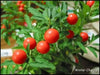 Ashwagandha Plant Seeds, Indian Ginseng, Winter Cherry, Perennial Shrub - Caribbean garden seed