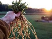 Ashwagandha Plant Seeds, Indian Ginseng, Winter Cherry, Perennial Shrub - Caribbean garden seed