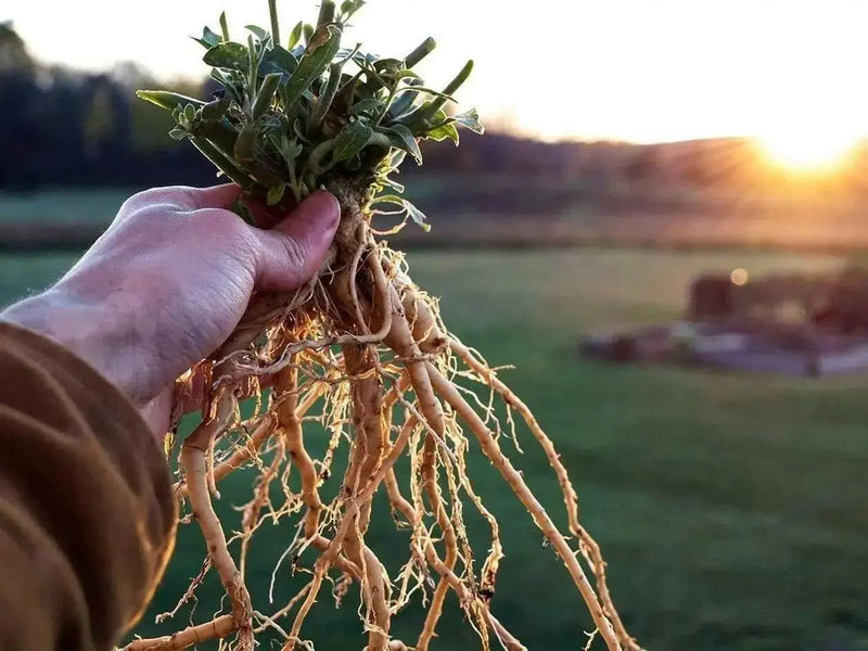 Ashwagandha Plant Seeds, Indian Ginseng, Winter Cherry, Perennial Shrub - Caribbean garden seed
