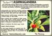 Ashwagandha Plant Seeds, Indian Ginseng, Winter Cherry, Perennial Shrub - Caribbean garden seed