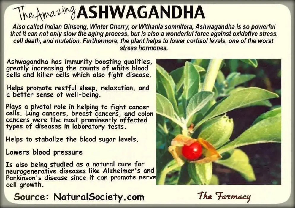 Ashwagandha Plant Seeds, Indian Ginseng, Winter Cherry, Perennial Shrub - Caribbean garden seed