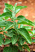 Ashwagandha Plant Seeds, Indian Ginseng, Winter Cherry, Perennial Shrub - Caribbean garden seed