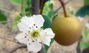 ASIAN PEAR tree seeds, Hardy FRUIT TREE - Caribbean garden seed